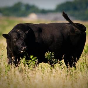 Cow in field