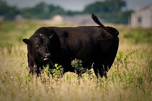 agriculture resources