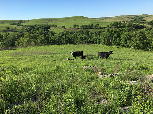 Cattle on tallgrass prairie