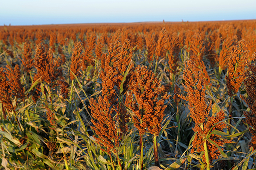 sorghum