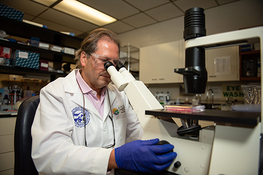 Jürgen A. Richt uses a microscope in the laboratory.