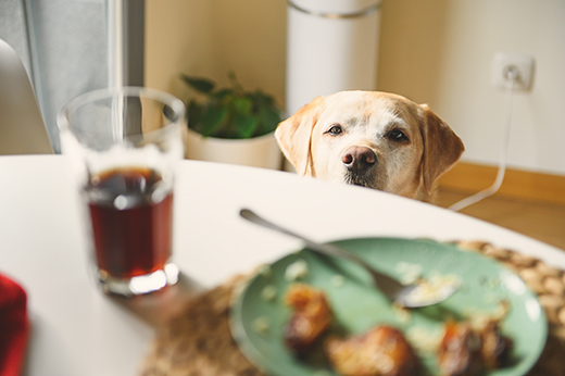 Doggo eyes scraps on dining room table