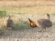 Prairie Chickens