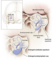 Inner ear