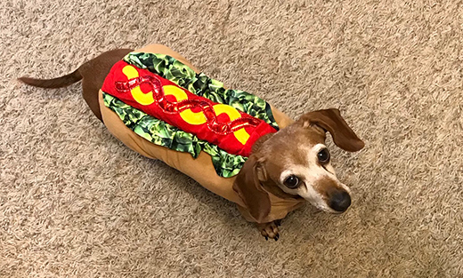 Hot dog