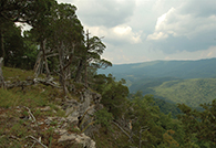 Eastern red cedar tree