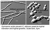 Govindsamy Vediyappan's research