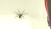 Brown recluse spider