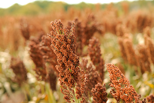 Sorghum