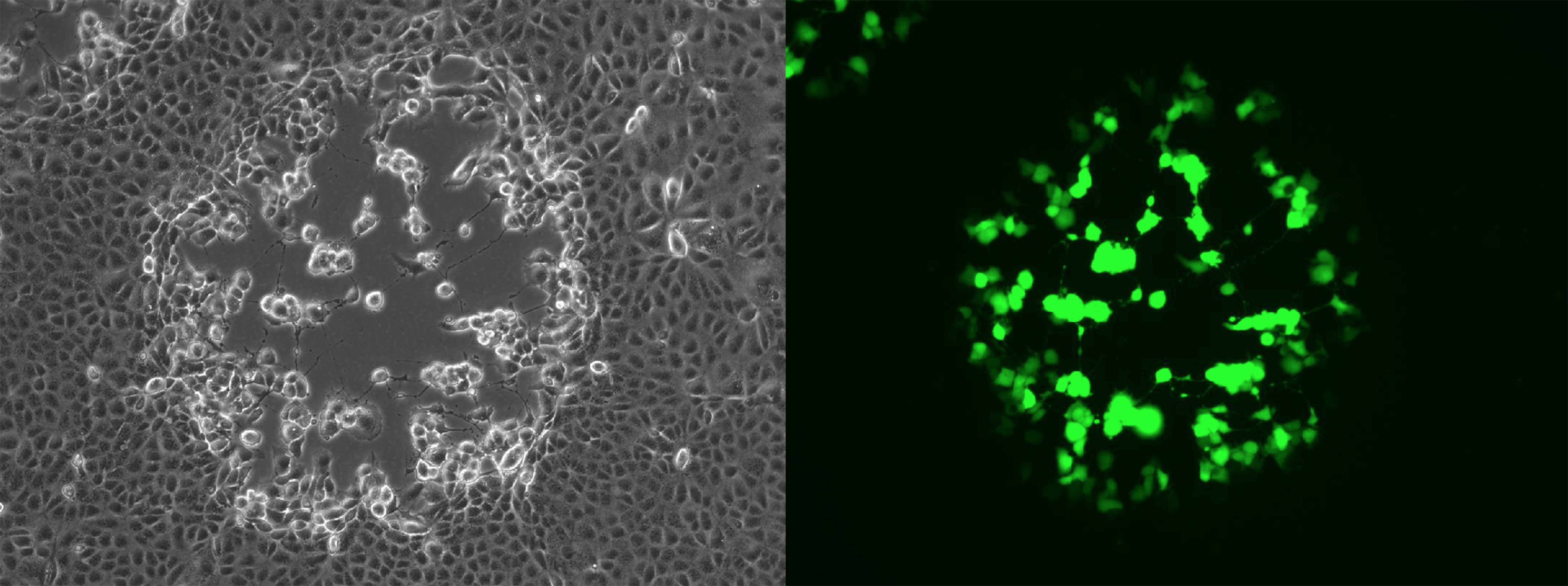 Studying Virus Replication with Fluorescence Microscopy