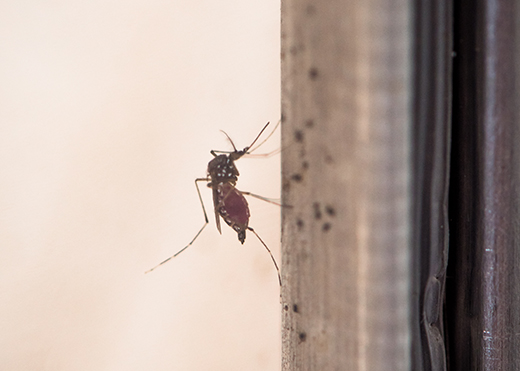 mosquito
