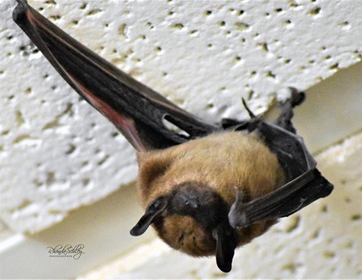 Little brown bat