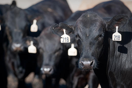 A new strategic alliance agreement between Kansas State University and Elanco Animal Health Incorporated focuses on research to improve the health of companion animals and livestock.