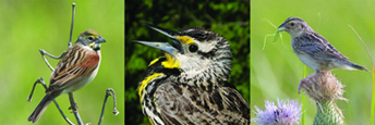 three bird species common to the Flint Hills of Kansas and Oklahoma