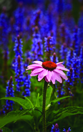 Purple coneflower