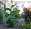 College Court plants