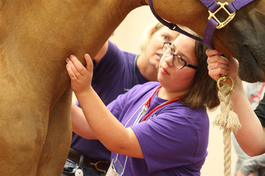 Vet Med ROCKS day camp - Students examines a horse