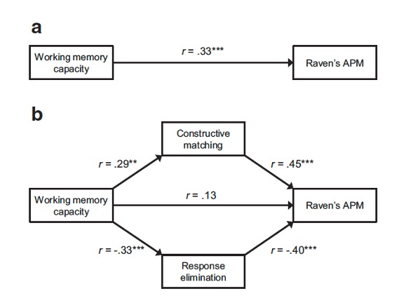 model showing relationship between fluid intelligence and working memory