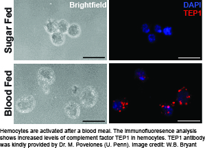 complement expression in hemocytes