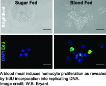 mosquito hemocytes proliferate after blood ingestion