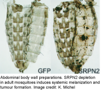 melanization induced by SRPN2 depletion