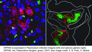 SRPN6 in mosquito epithelia