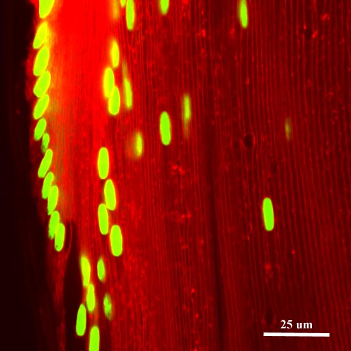 Mouse lens equatorial region.