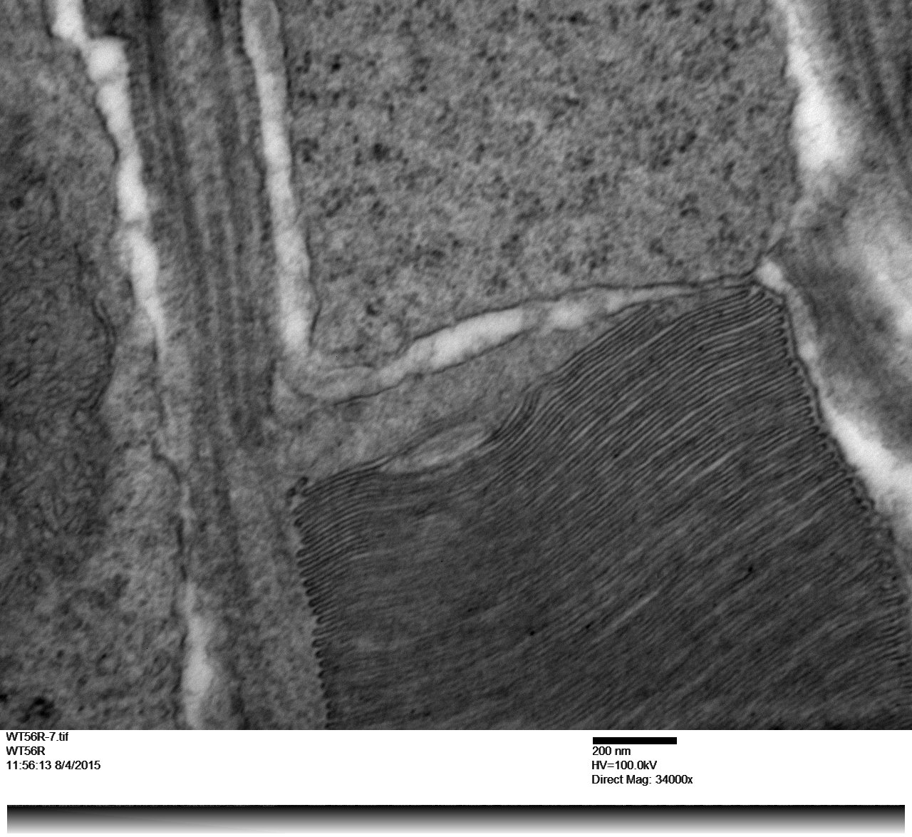 Mouse retina connecting cilium of a rod cell showing membranous disk.