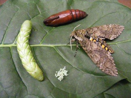 The life cycle of the tobacco hornworm, or Manduca sexta.