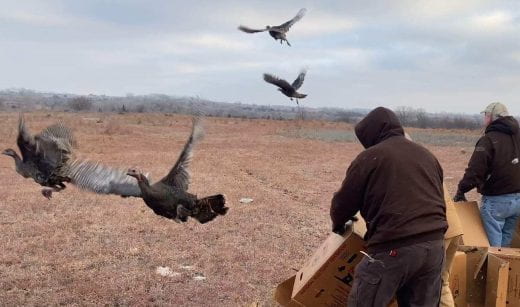 photo of people watching turkeys take flight