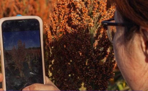 close-up photo of person looking at phone pointed at crop