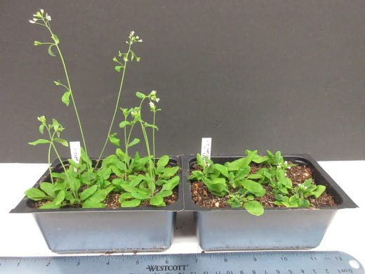 two comparison plants, one that has tall flowers and on that barely has flowers