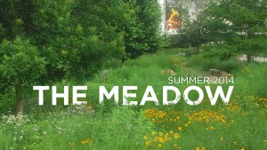 The Meadow