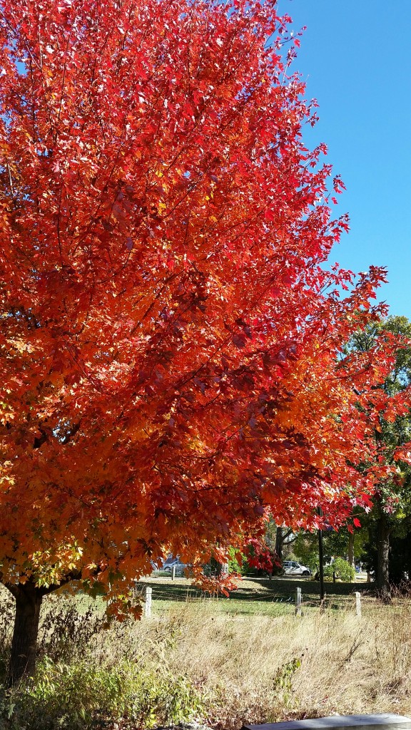 Fall Colors in the Meadow Image Credit Aileen June Wang
