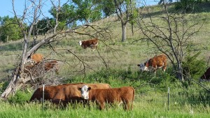 "View from my Front Yard"