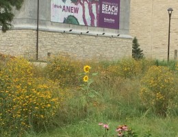 croppedsunflowers-1kfmyjb-1024x786