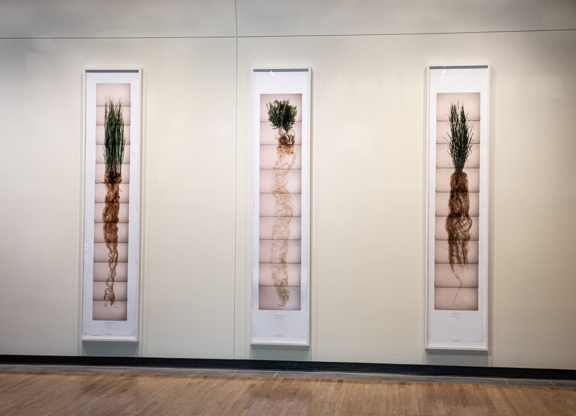 Photographs of prairie grassroots by artist Jim Richardson, in the Beach Museum of Art's collection.