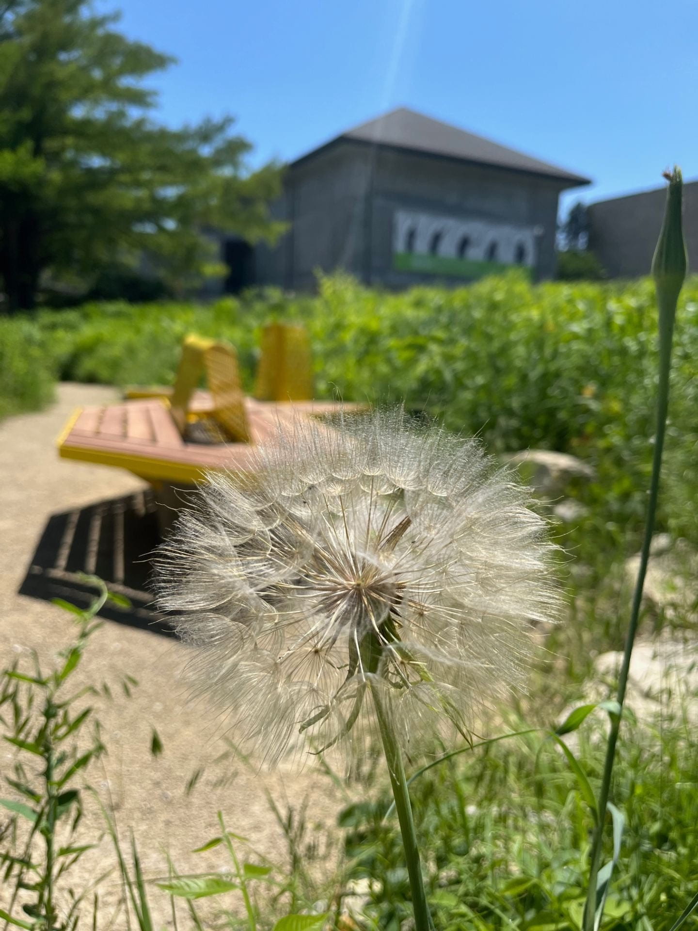 View of the Meadow: a landscape of prairie plants native to the Flint Hills located just north of the Beach Museum of Art.