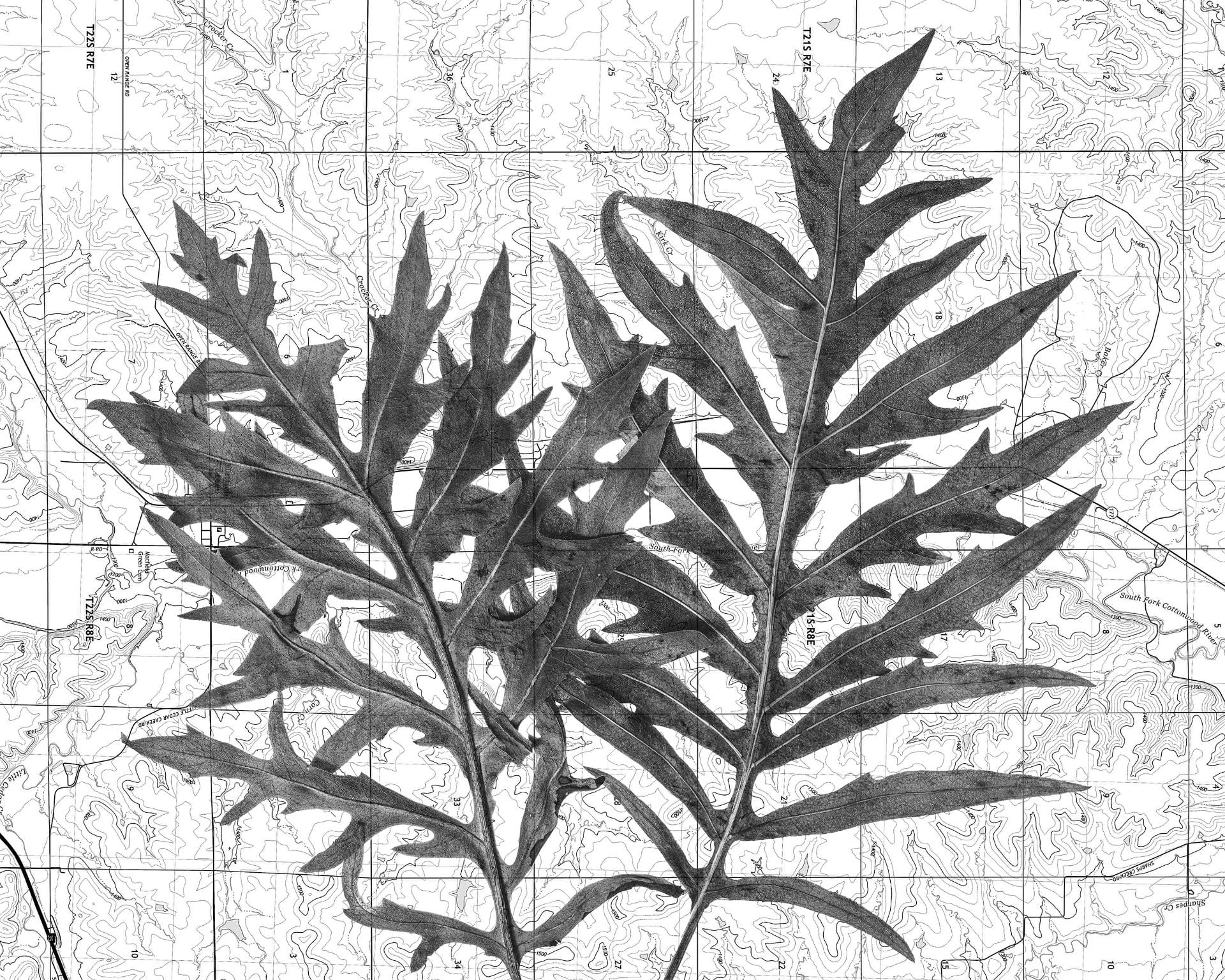 Dana Fritz, "Tallgrass Orientation," 2024, inkjet print, 16 x 20 in., courtesy of the artist