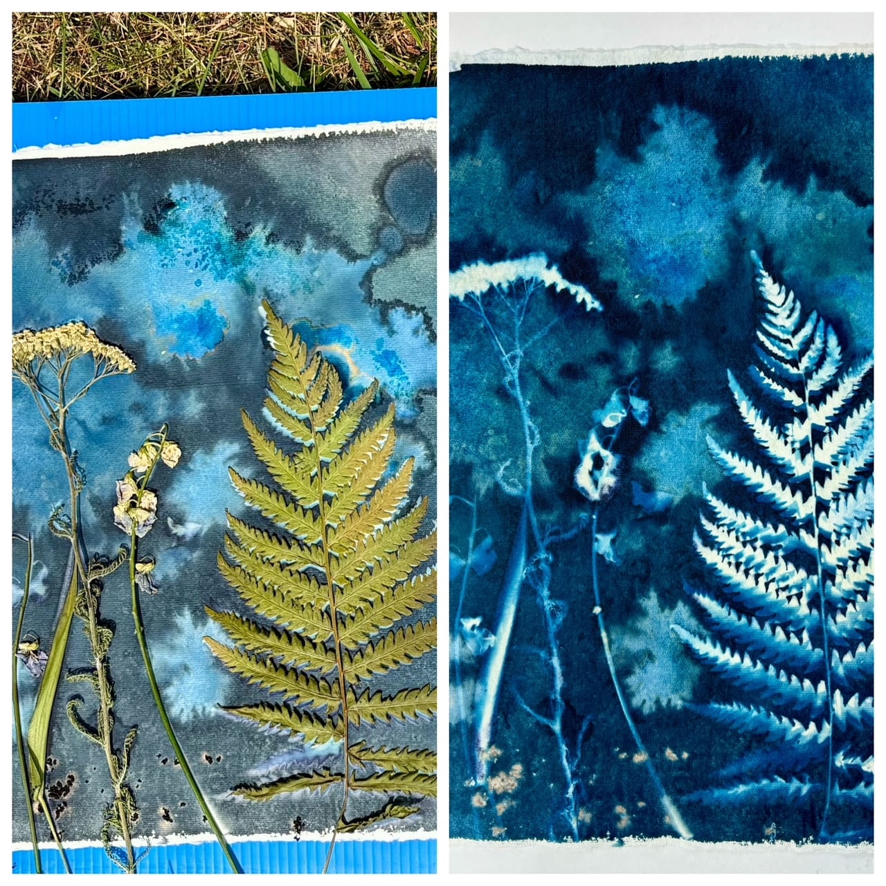 Leaves and flowers placed on special paper to create prints called Cyanotypes.