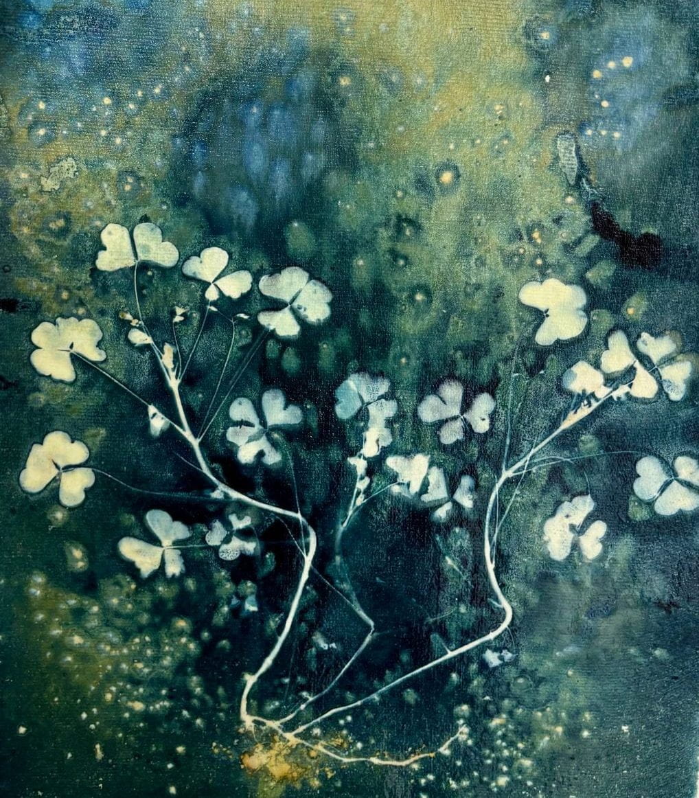 Prints of leaves and flowers on special paper to create Cyanotype. 