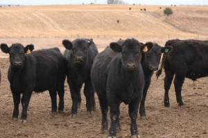 weanedcalves