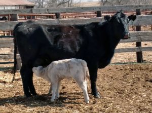 Cow-calf pair