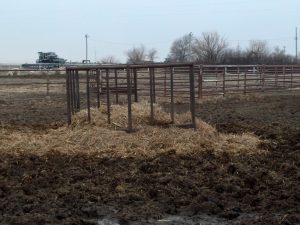Round bale feeder with wasted hay around feeder