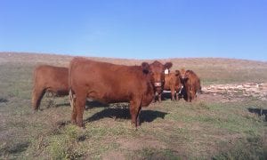 Red Angus Females