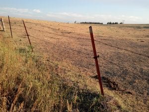 Drought-stressed pasture