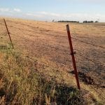 Drought-stressed pasture