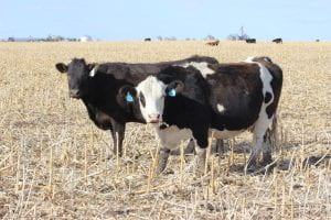 Cows grazing on corn residue