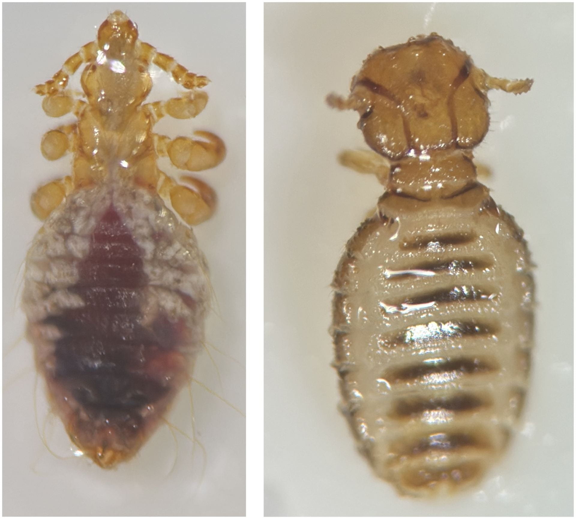 left, sucking lice, right biting lice