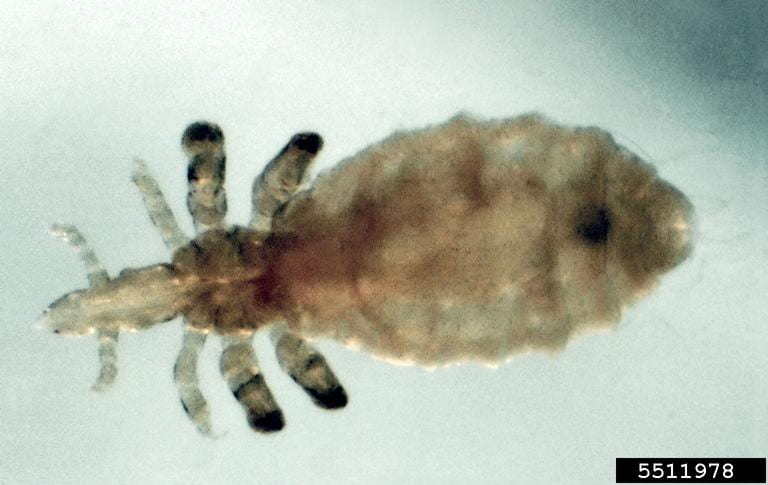 Longnosed cattle louse
